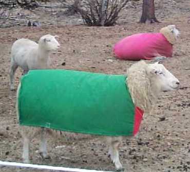  Roxanne - a Texel sheep