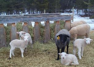 Betty and lambs